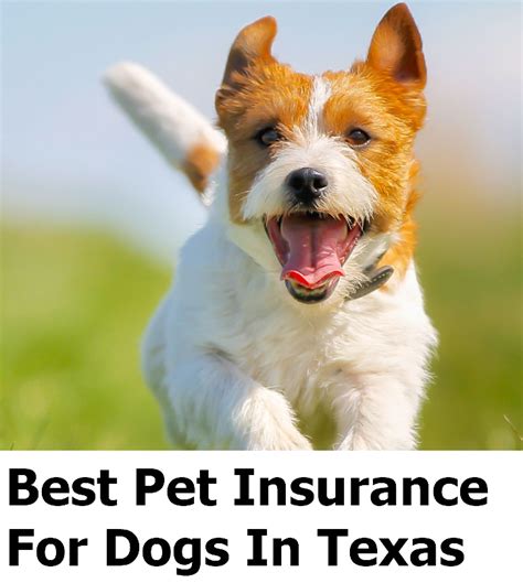 best pet insurance houston tx.